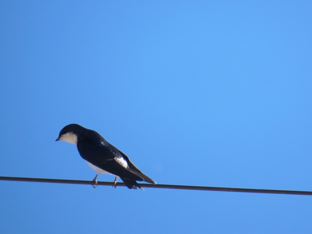 Chilean Swallow - ML638033542