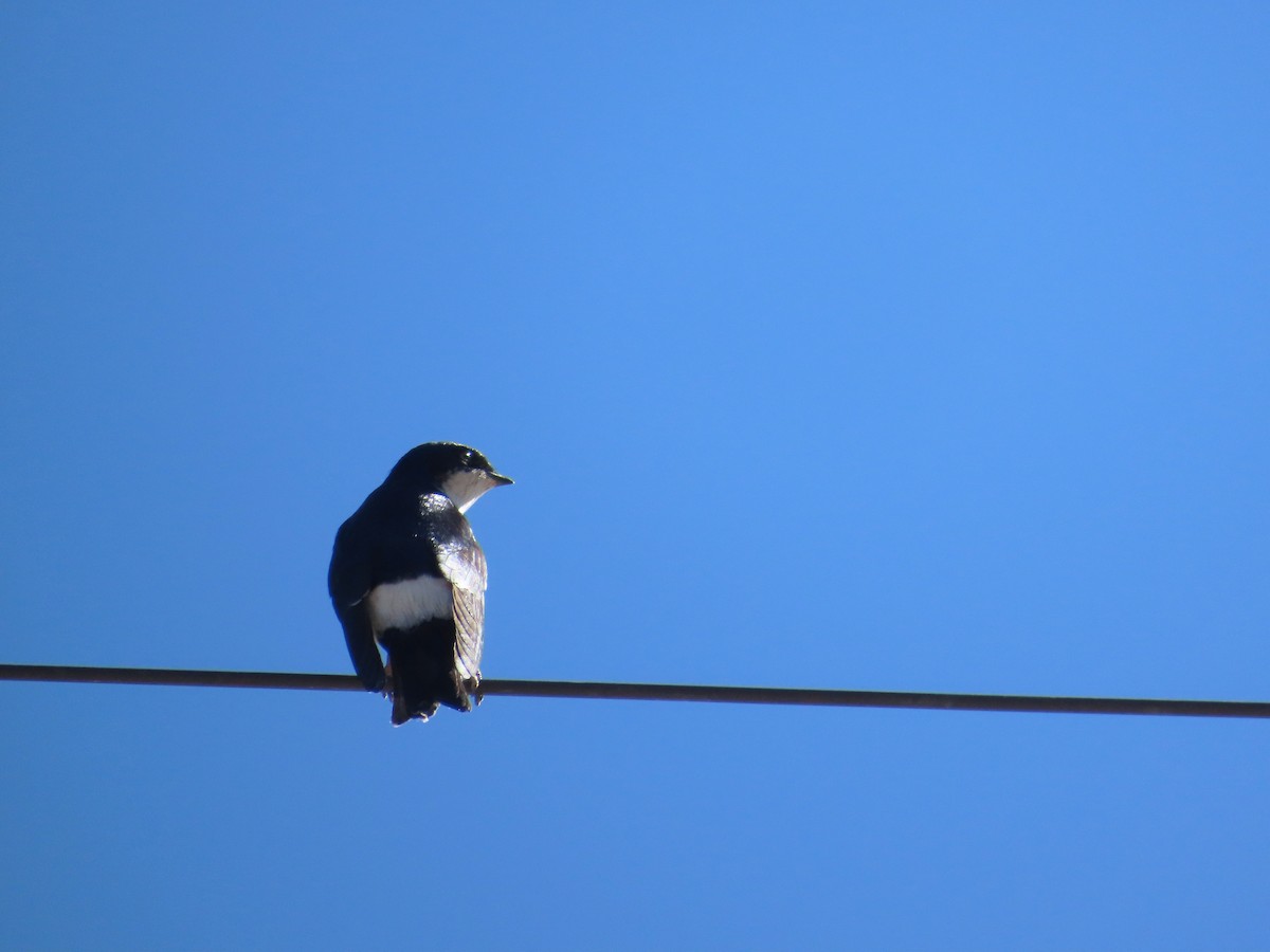 Chilean Swallow - ML638033543