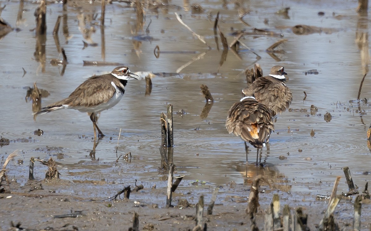 Killdeer - ML638033552