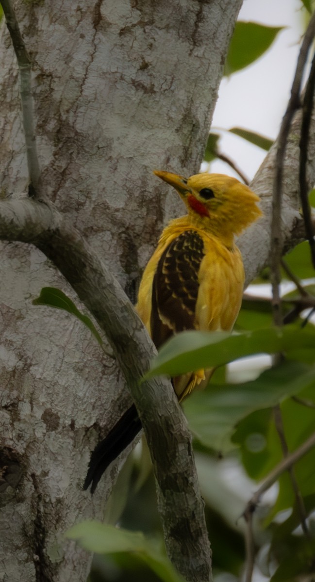 Cream-colored Woodpecker - ML638033587