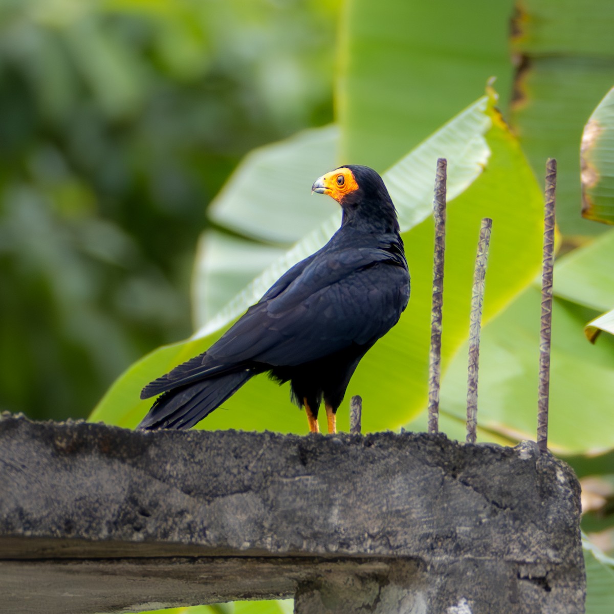 Black Caracara - ML638033599