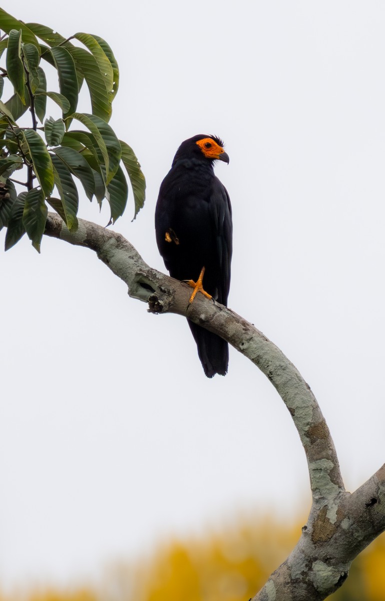 Black Caracara - ML638033602