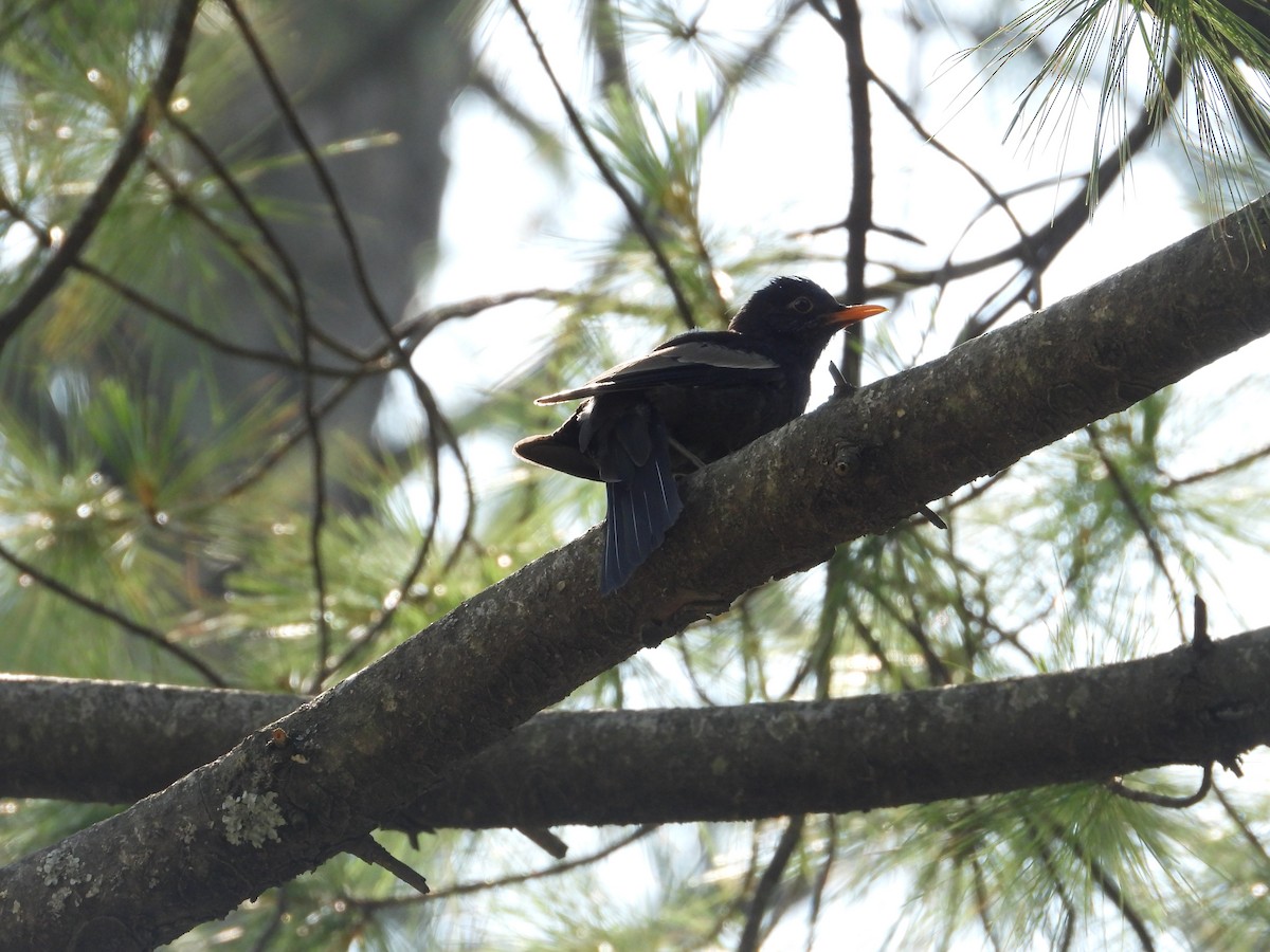 Gray-winged Blackbird - ML638033606
