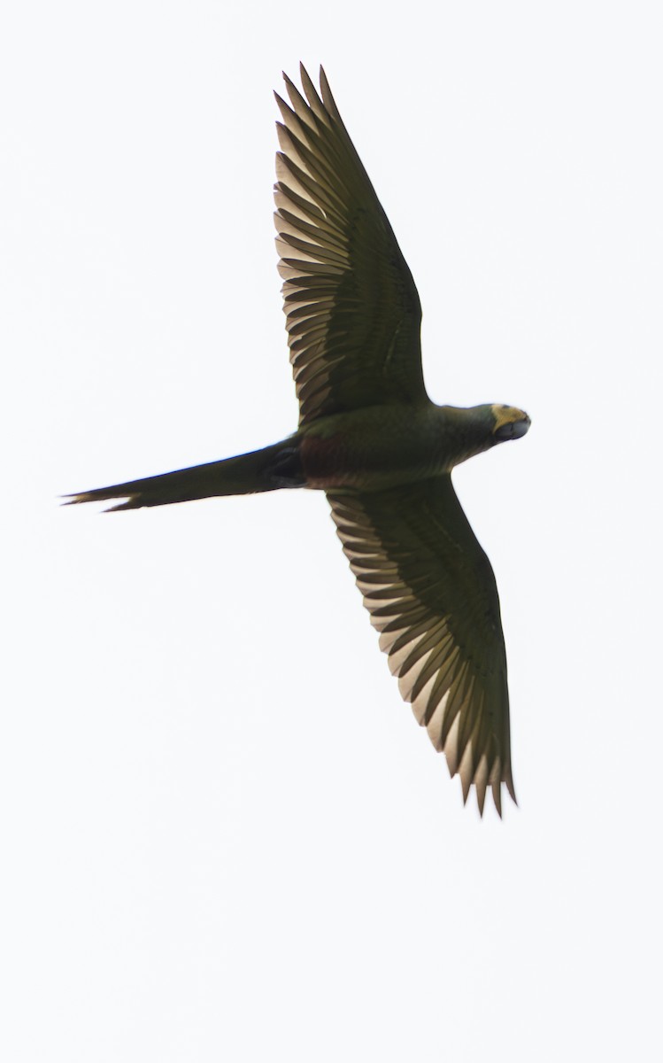 Red-bellied Macaw - ML638033652