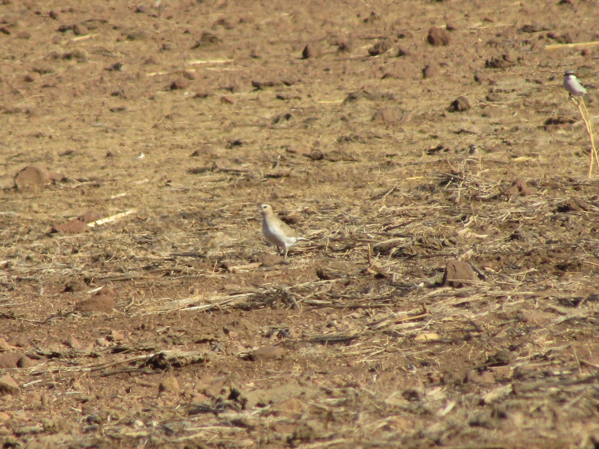 Mountain Plover - ML638033656
