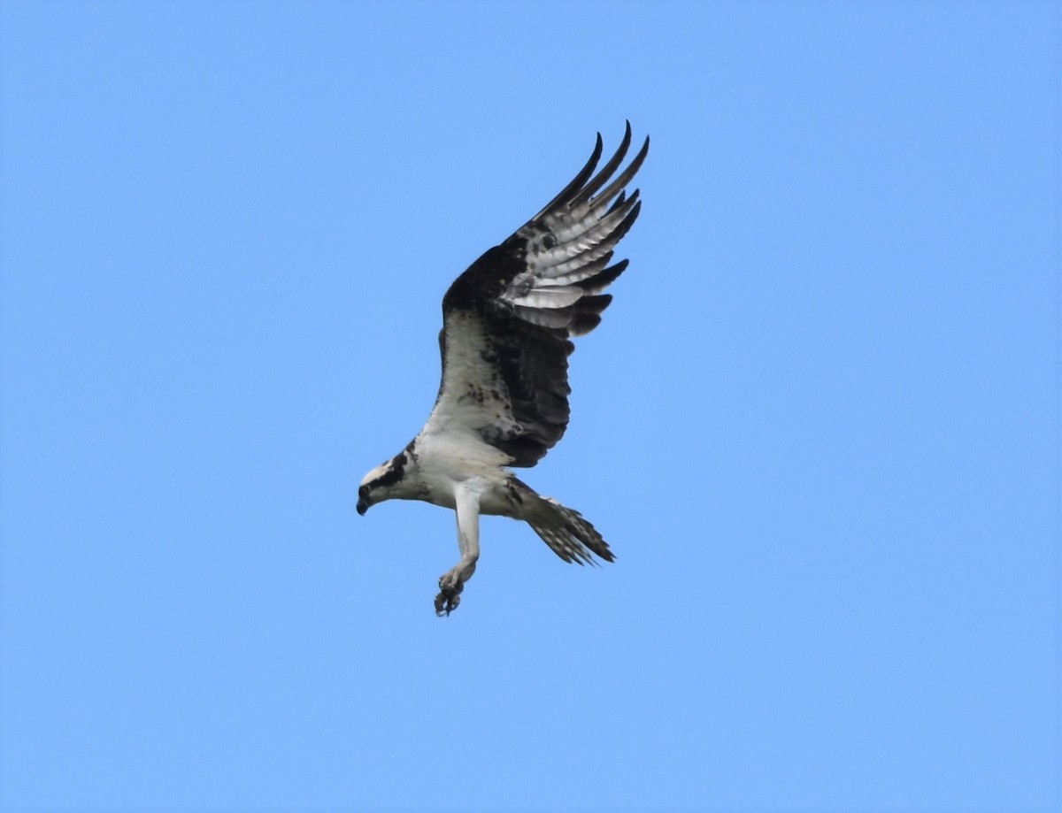 Falco pescatore - ML638033678