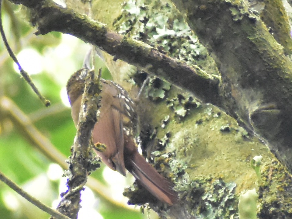 Montane Woodcreeper - ML638033707