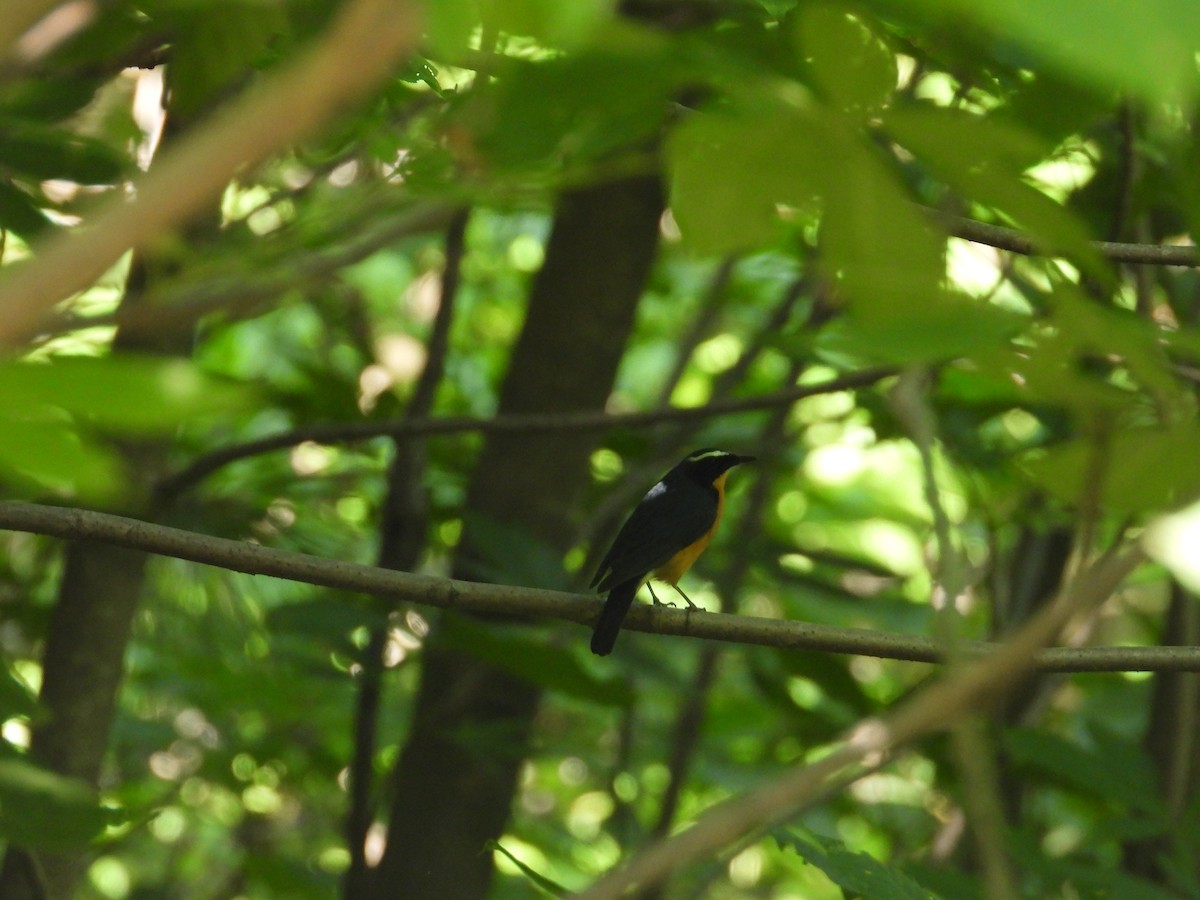Indian Blue Robin - ML638033719
