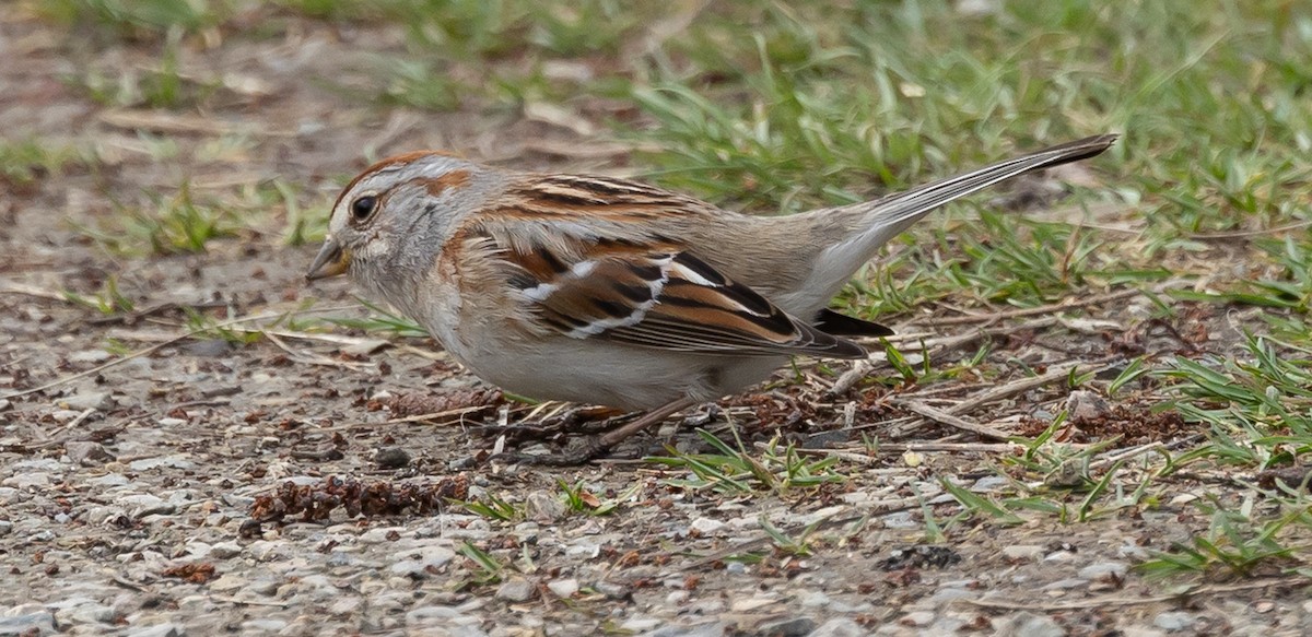 American Tree Sparrow - ML638033720