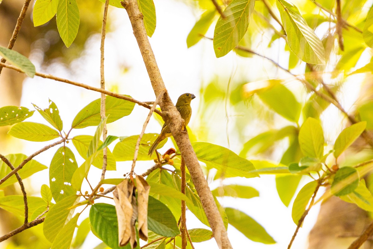 Variable Seedeater - ML638033742
