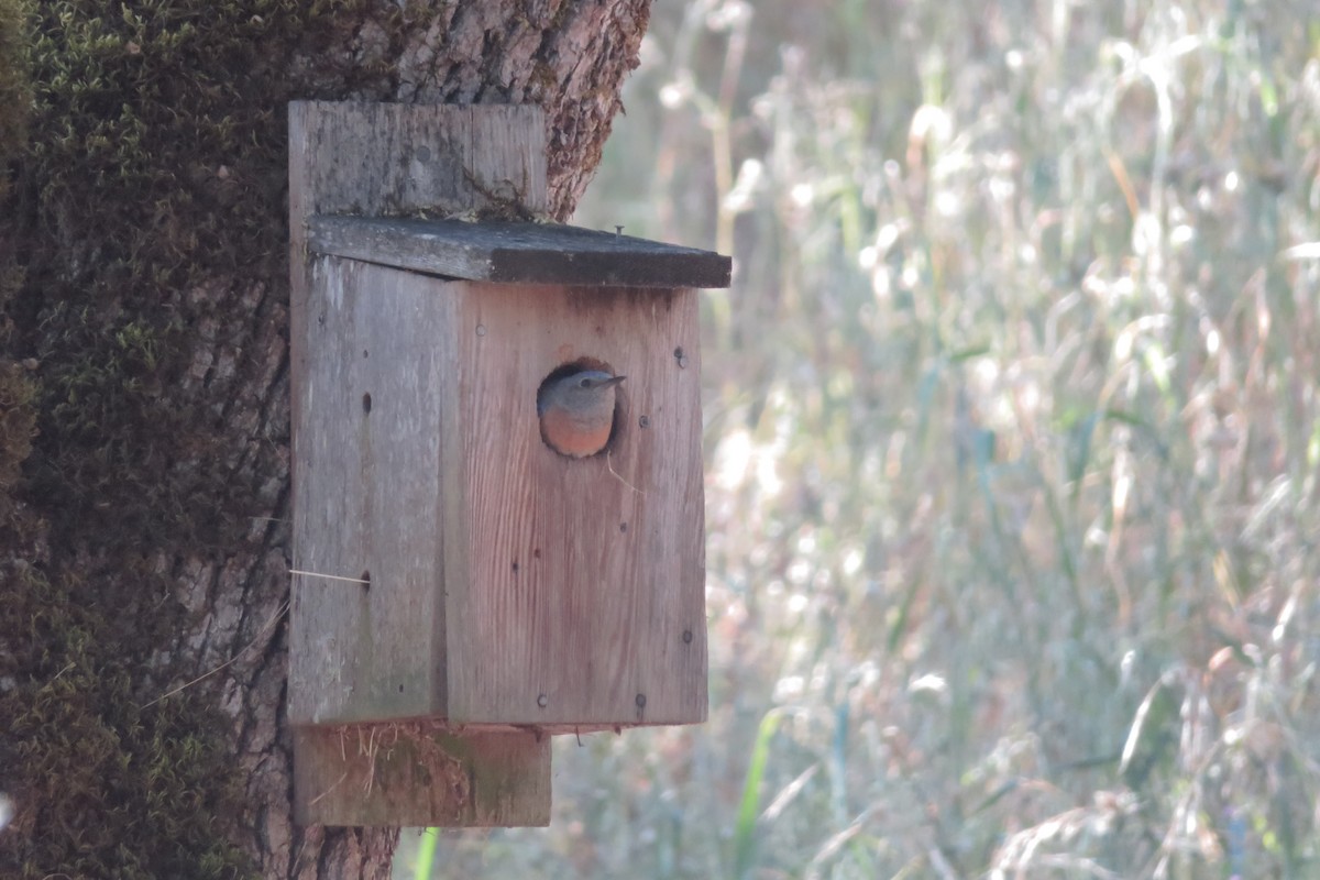 Western Bluebird - ML638033744