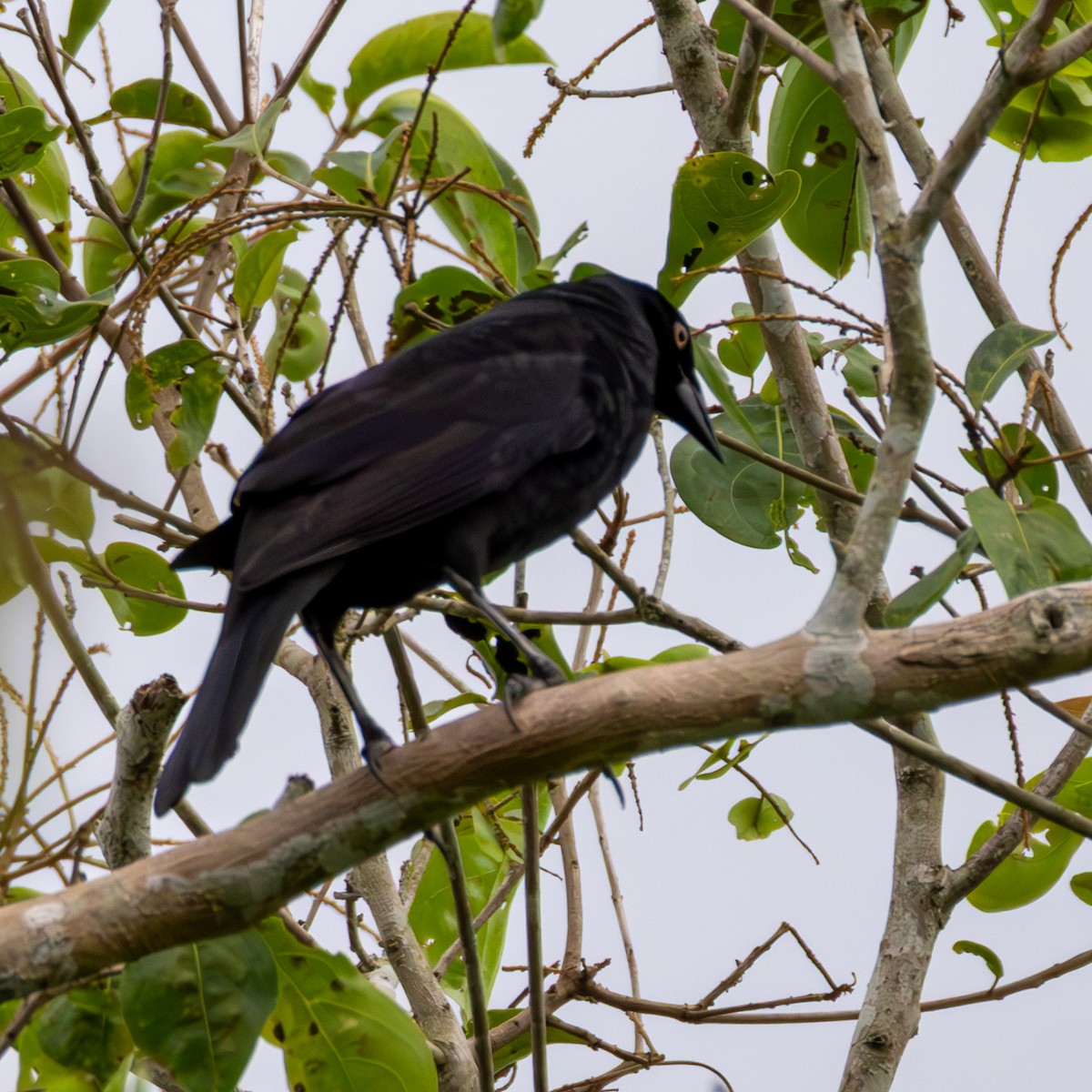 Giant Cowbird - ML638033754