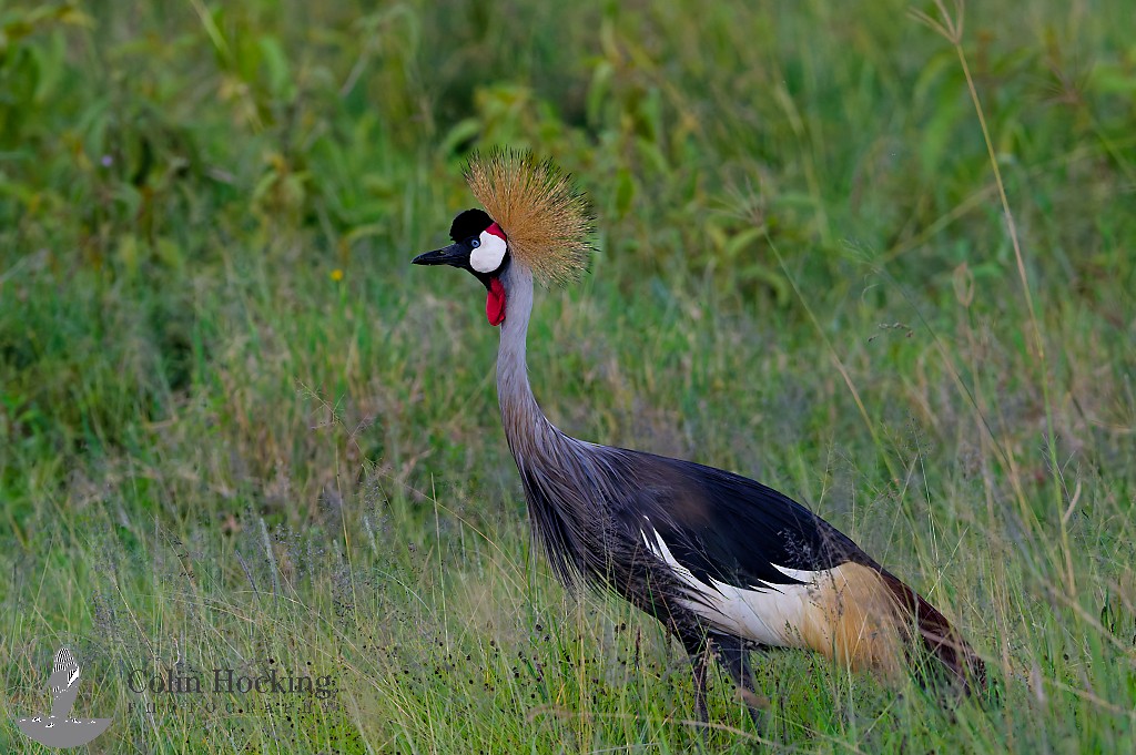 Gray Crowned-Crane - ML638033755