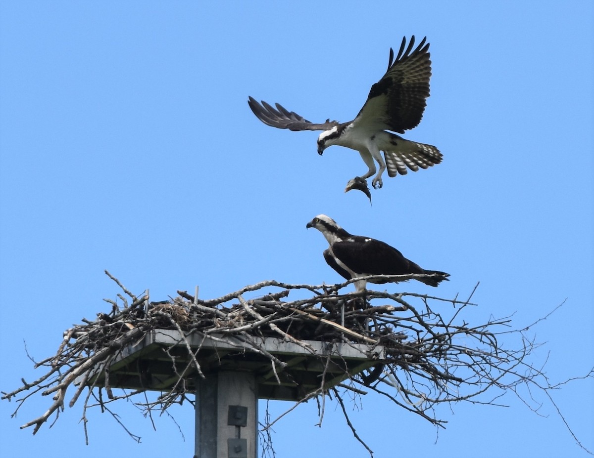 Falco pescatore - ML638033780