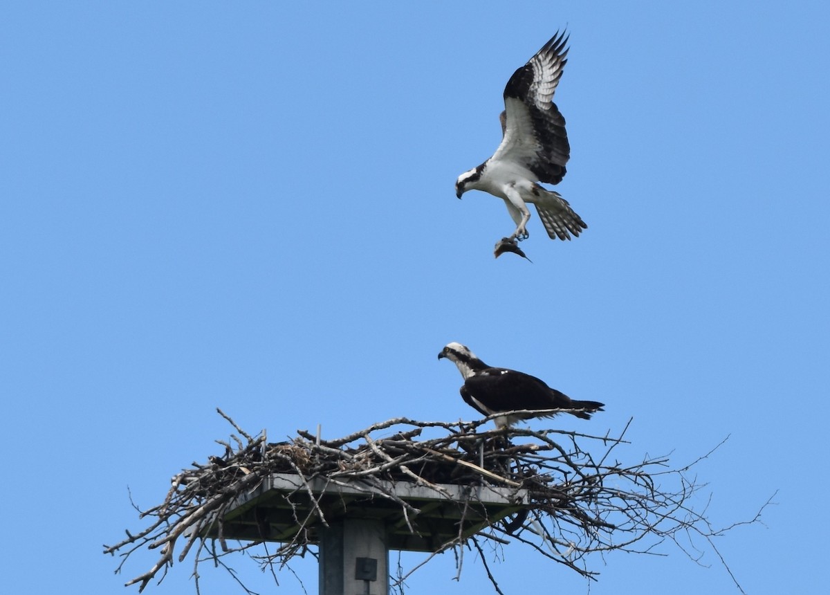 Falco pescatore - ML638033782