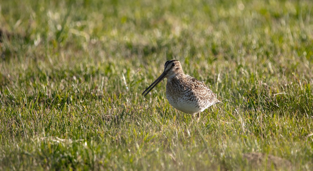 Pantanal Snipe - ML638033807