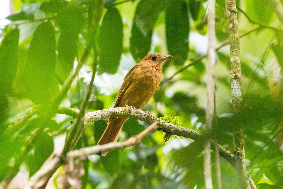 Rufous Mourner - ML638033842