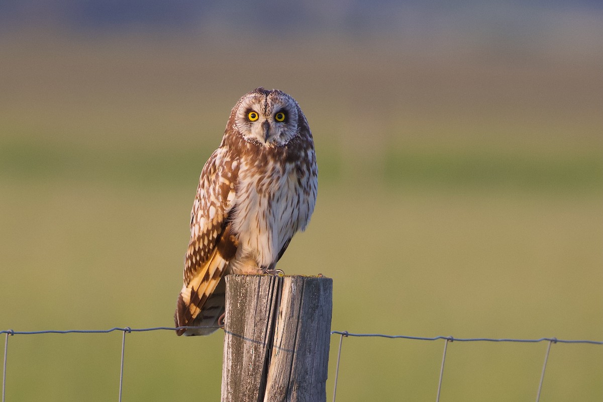 Short-eared Owl - ML638033858