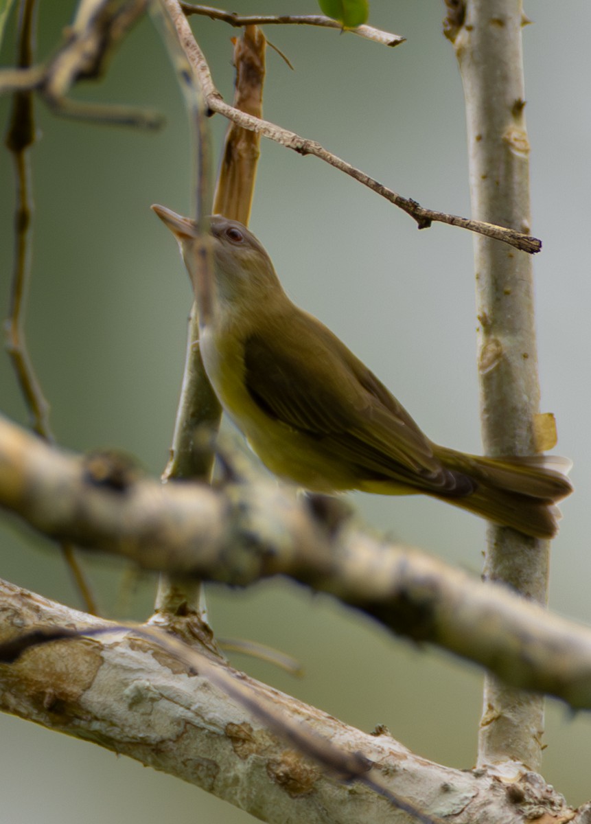 Sarı Böğürlü Vireo - ML638033890