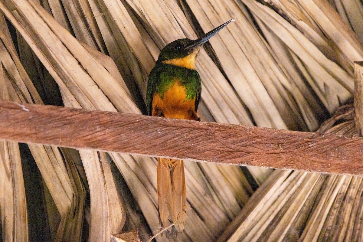Rufous-tailed Jacamar - ML638033949