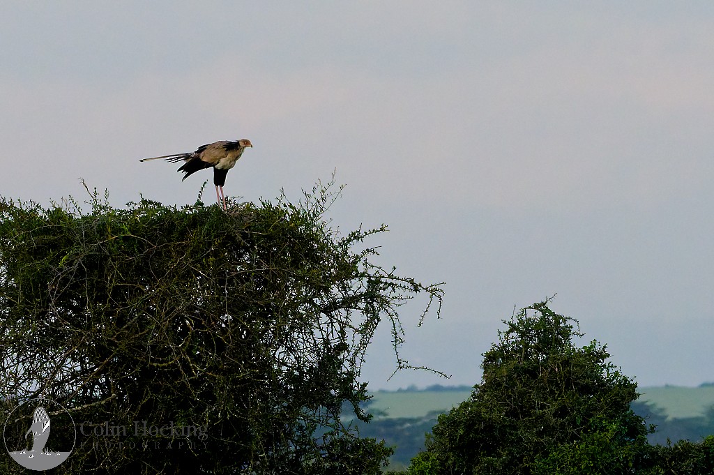 Secretarybird - ML638033955