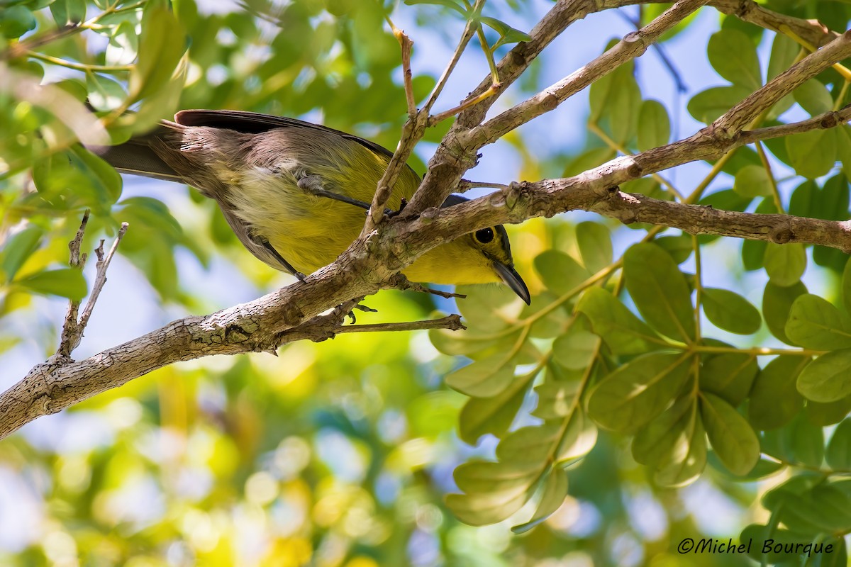 Oriente Warbler - ML638033988
