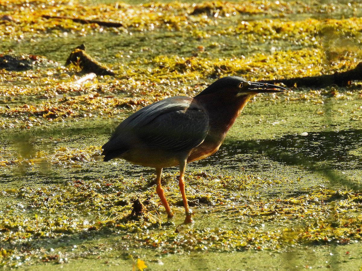 Green Heron - ML638033990