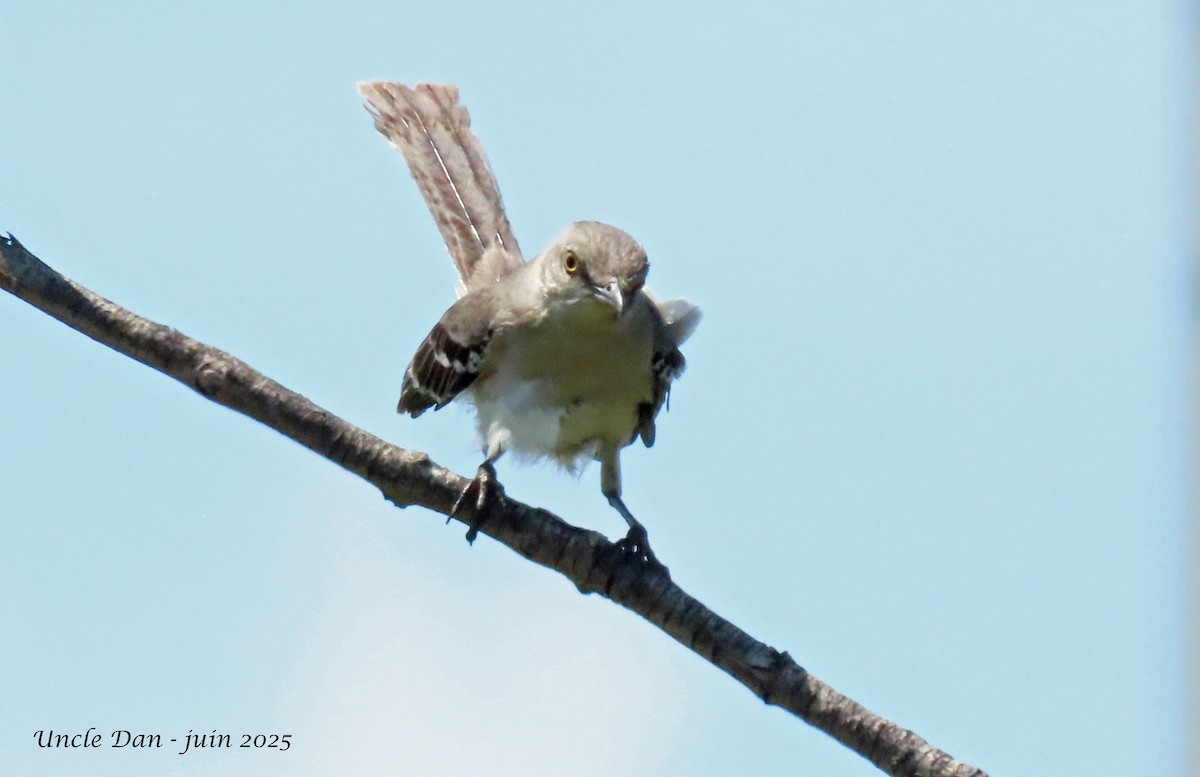 Northern Mockingbird - ML638034004