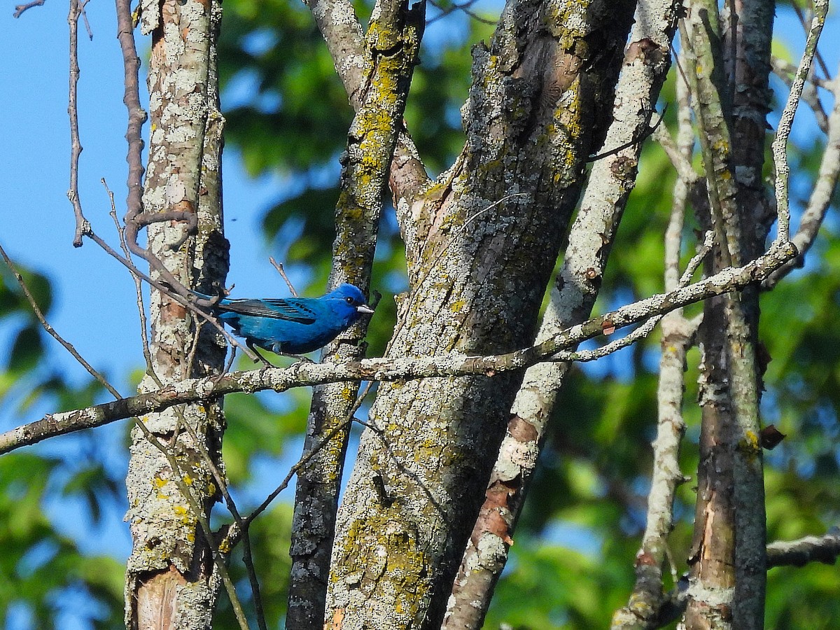 Indigo Bunting - ML638034006