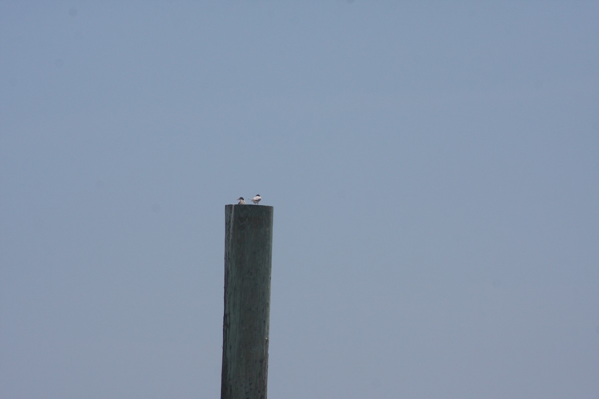Least Tern - ML638034008