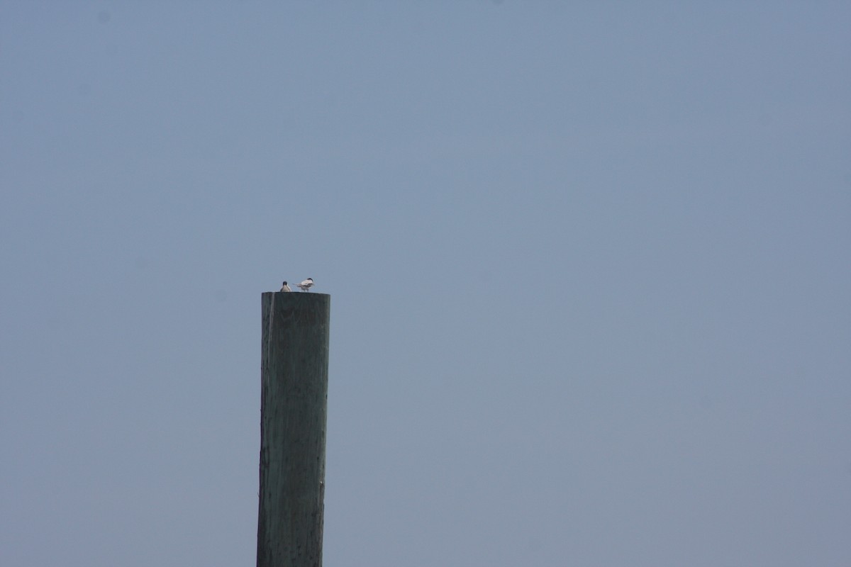 Least Tern - ML638034009