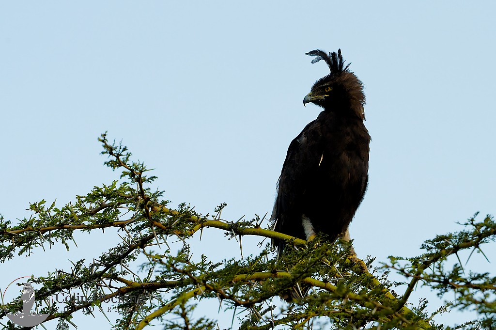 Long-crested Eagle - ML638034010