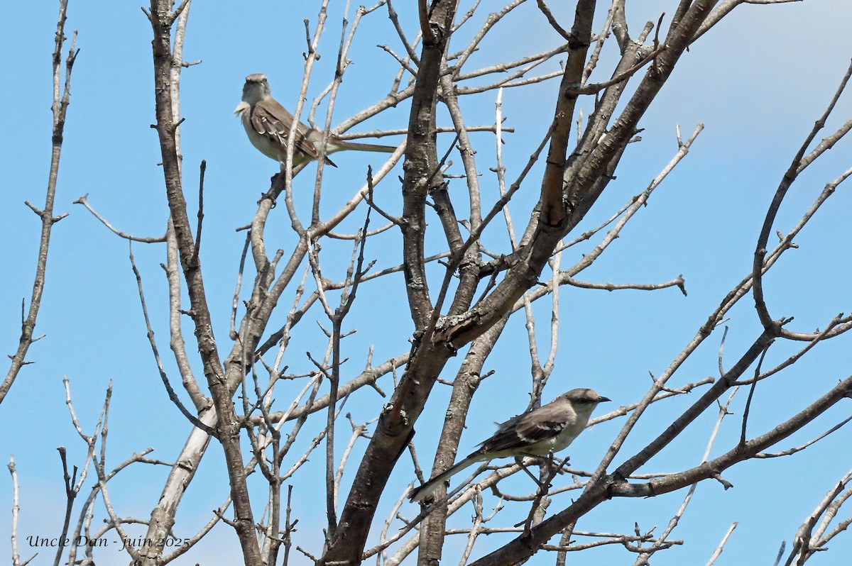 Northern Mockingbird - ML638034012