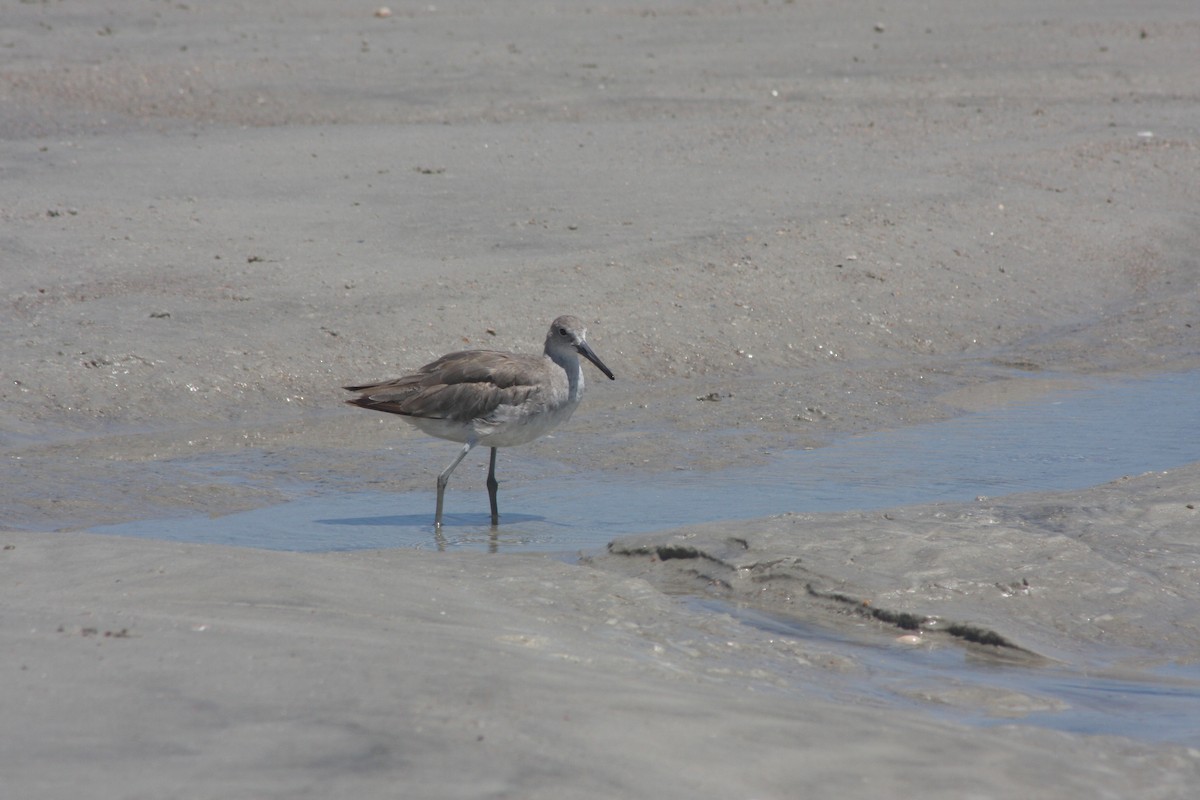 Willet - ML638034013
