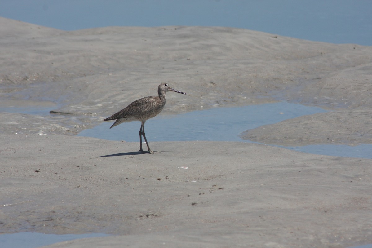 Willet - ML638034014