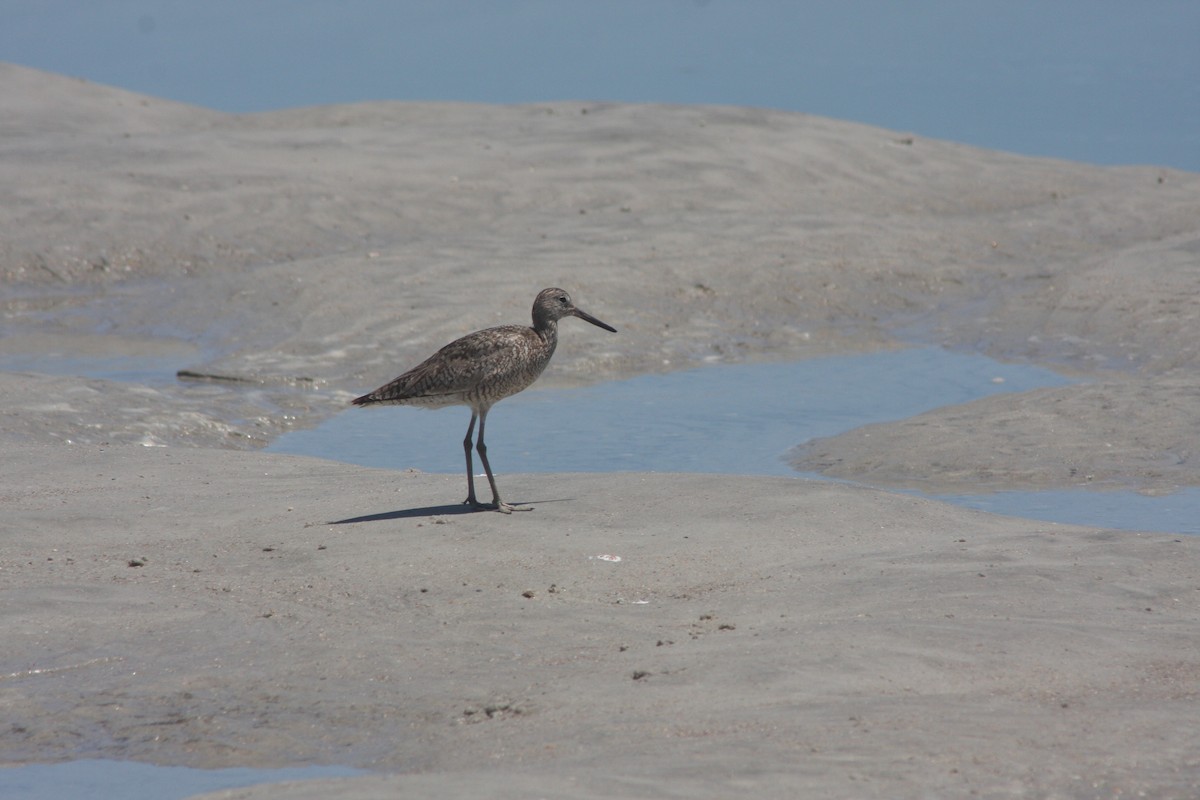 Willet - ML638034017