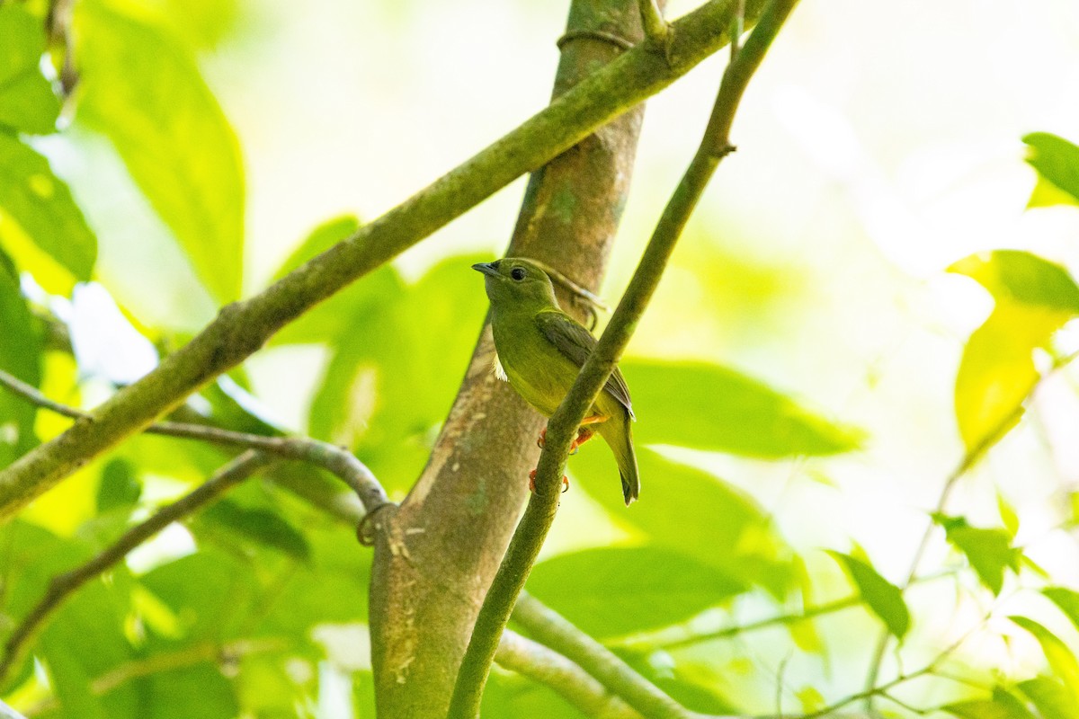 White-collared Manakin - ML638034020