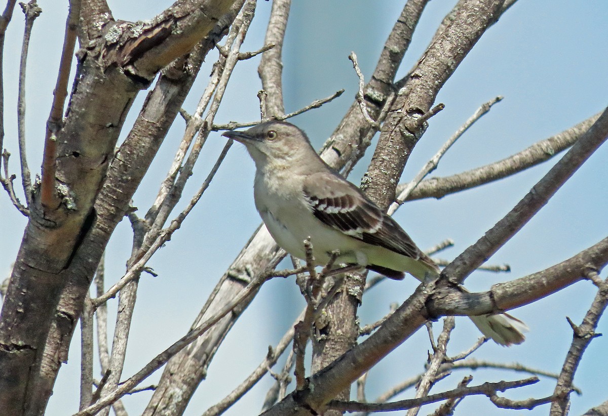 Northern Mockingbird - ML638034024
