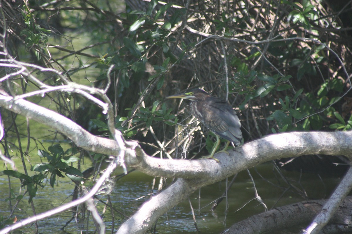 Green Heron - ML638034045