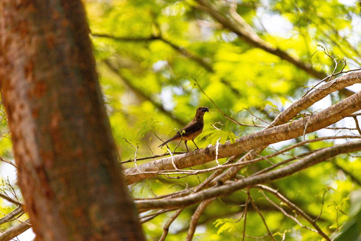 Clay-colored Thrush - ML638034065