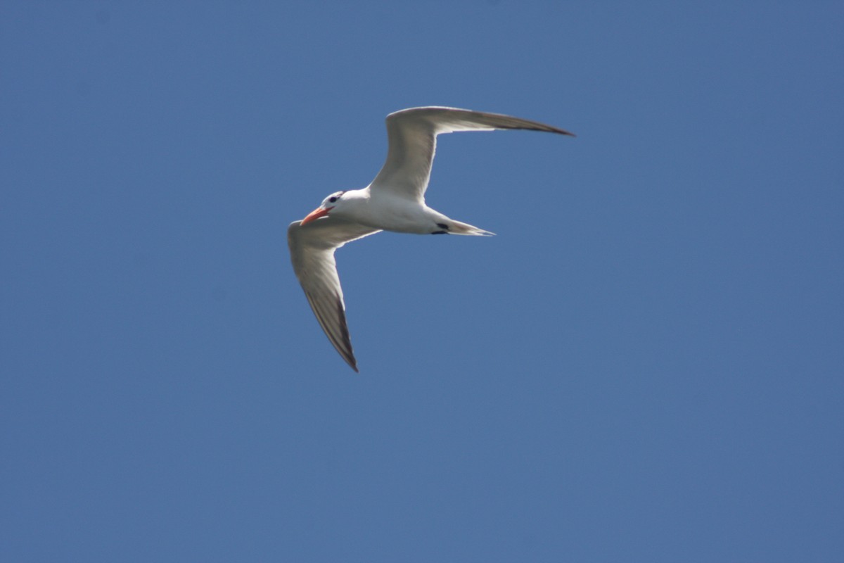 Royal Tern - ML638034084