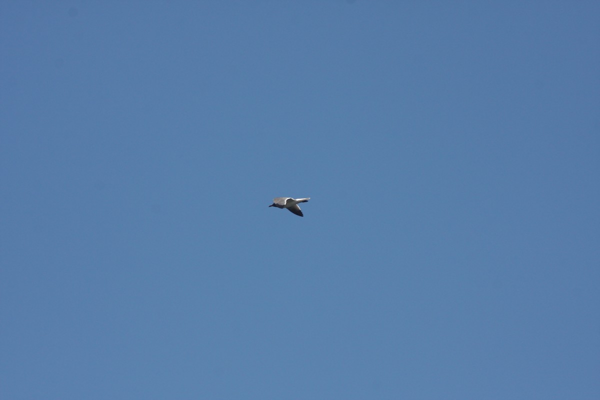 Laughing Gull - ML638034085