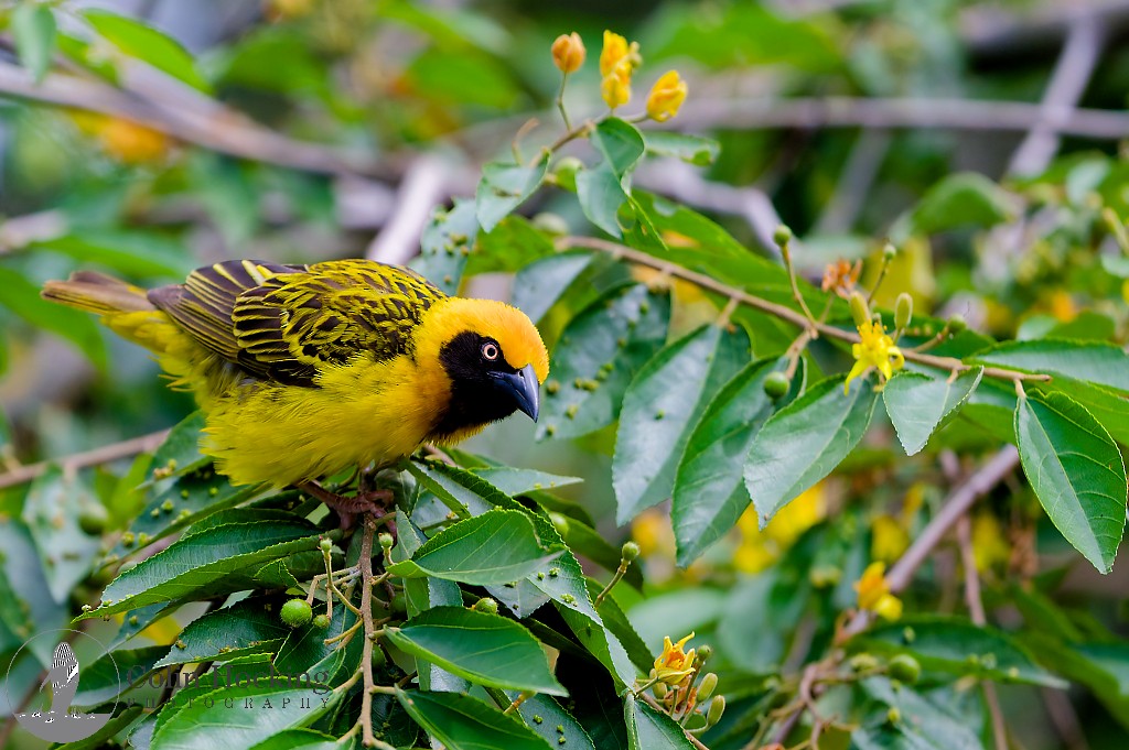 Speke's Weaver - ML638034089