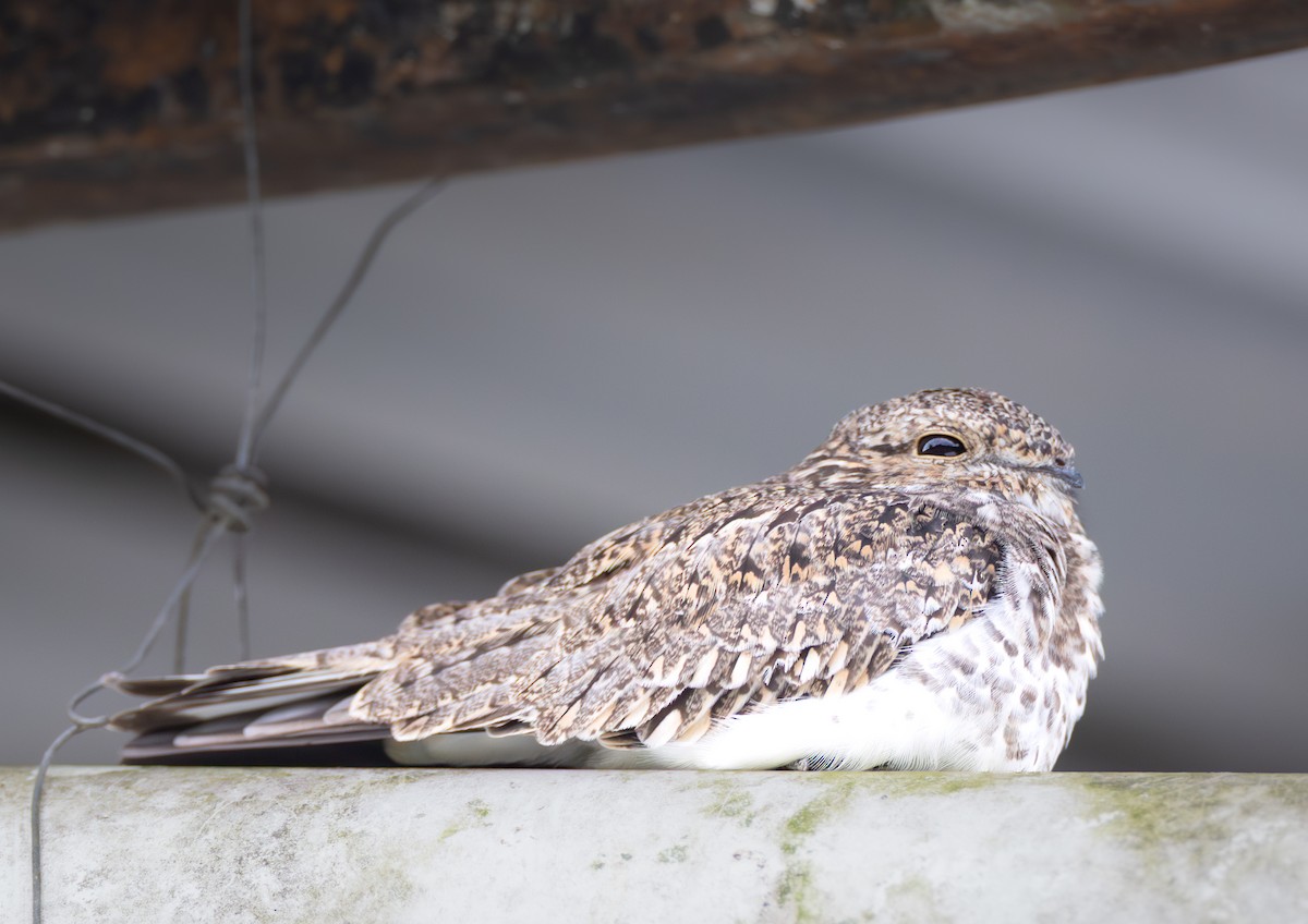 Sand-colored Nighthawk - ML638034094