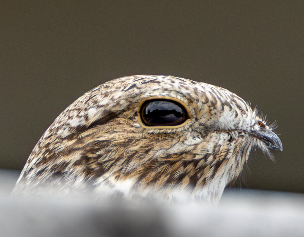 Sand-colored Nighthawk - ML638034097