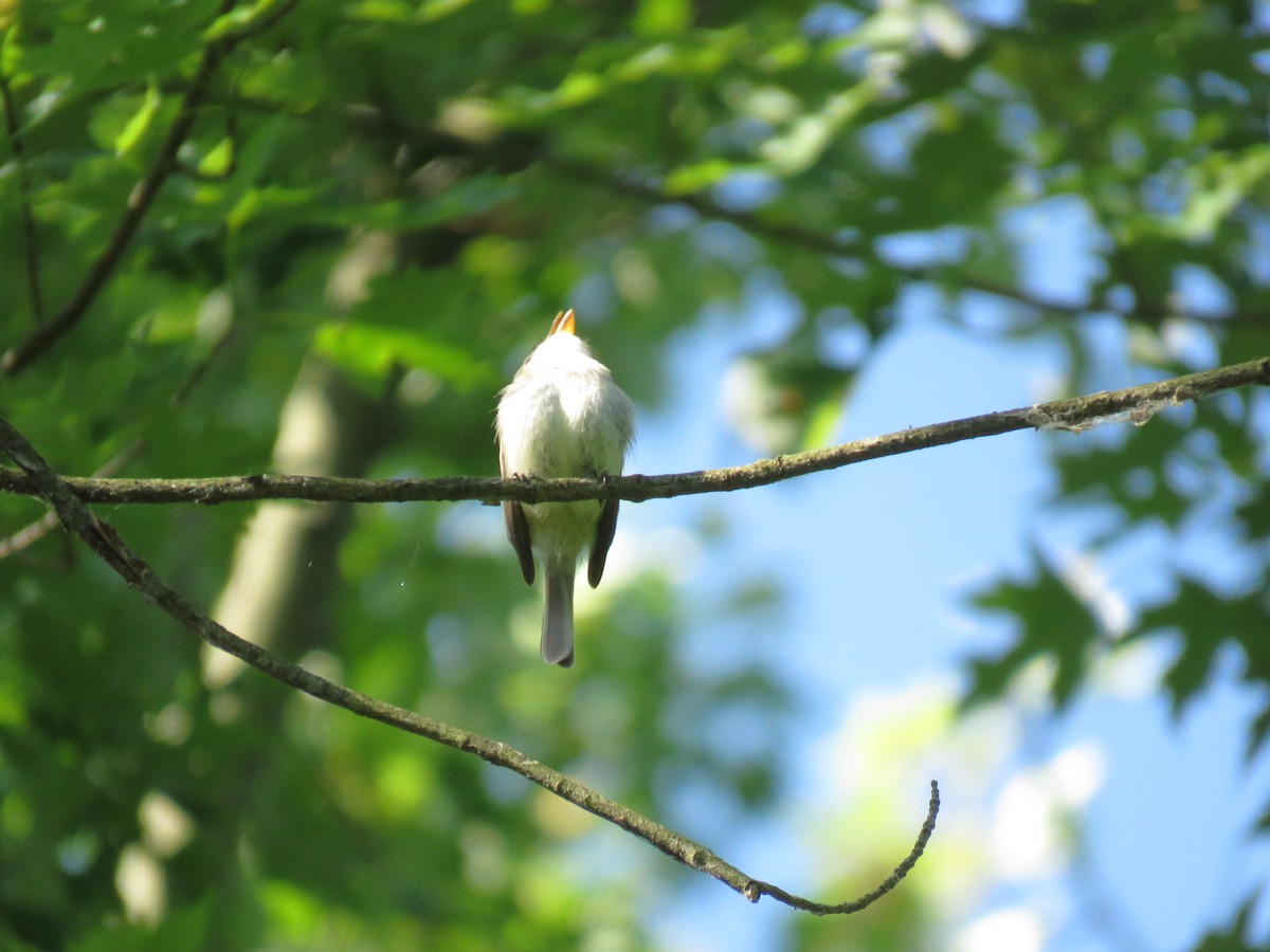 Least Flycatcher - ML638034098