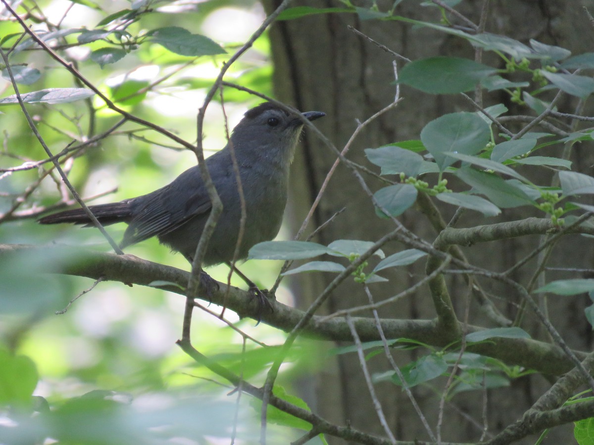 Gray Catbird - ML638034108
