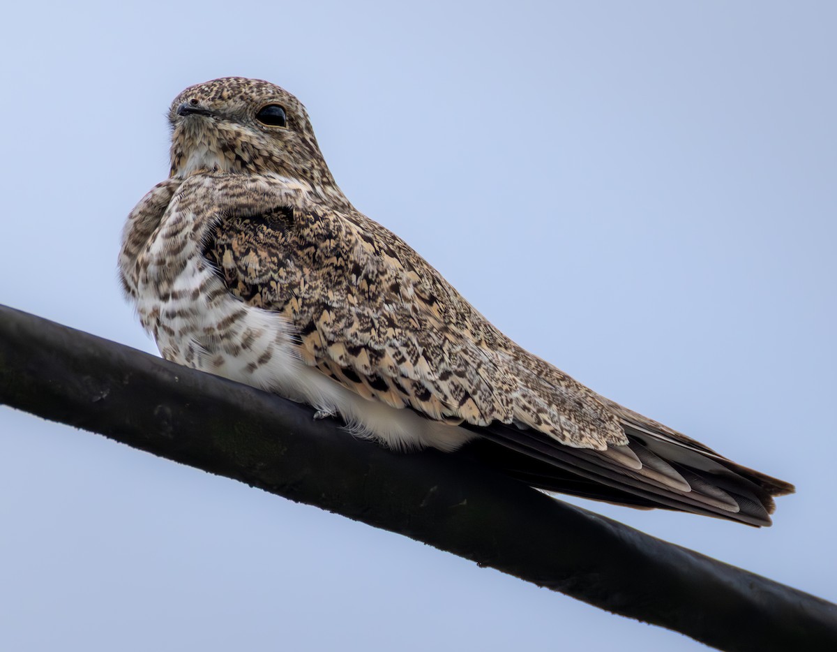 Sand-colored Nighthawk - ML638034110