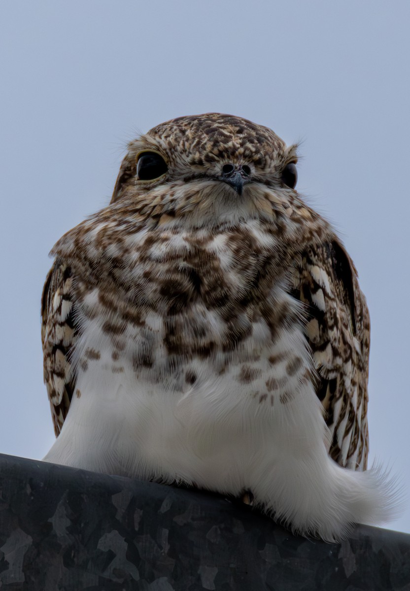 Sand-colored Nighthawk - ML638034116