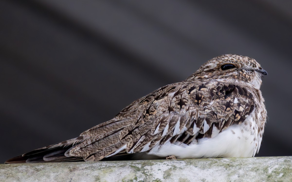 Sand-colored Nighthawk - ML638034118